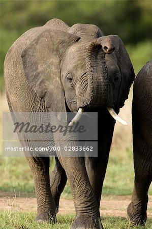 Afrikanische Elefanten, Masai Mara, Kenia, Afrika