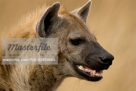 Gros plan de l'hyène, Masai Mara, Kenya, Afrique