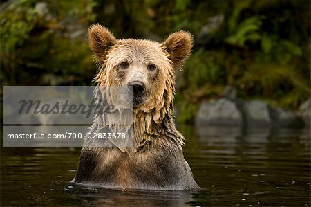 Young Male Grizzly Bear Searching for Pacific Salmon, Glendale River, Knight Inlet, British Columbia, Canada