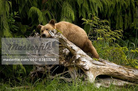 Jeune grizzly dormant sur un tronc, estuaire de Glendale, Knight Inlet, en Colombie-Britannique, Canada