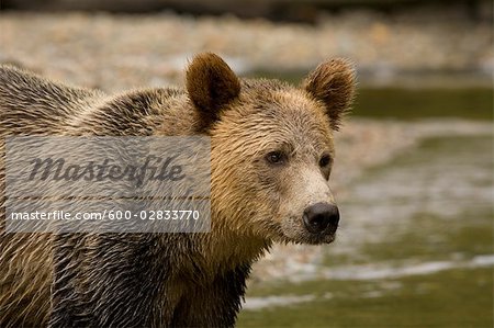 Male Grizzly Bear in Knight Inlet, British Columbia, Canada