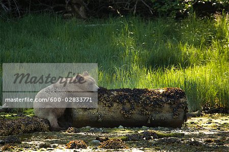 Grizzly Bear Resting on a Log, Glendale Estuary, Knight Inlet, British Columbia, Canada