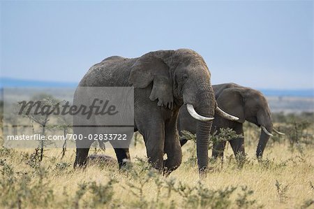African Elephants, Masai Mara, Kenya, Africa