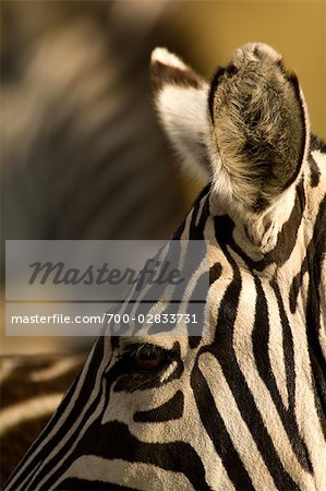 Nahaufnahme von Zebra, Masai Mara, Kenia, Afrika