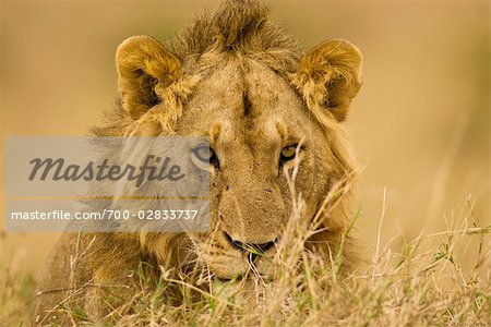 Close-up of Male Lion, Masai Mara, Kenya, Africa