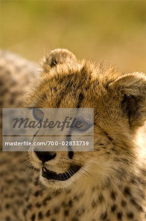 Gros plan de jeunes guépards, Masai Mara, Kenya, Afrique