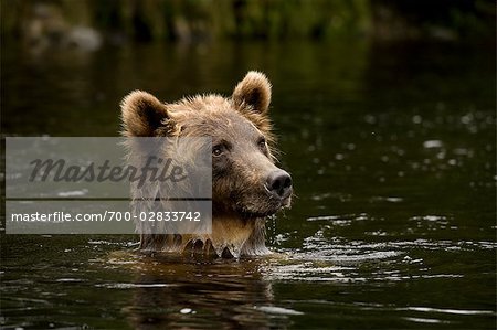 Jeune femelle grizzli recherchant le saumon, la rivière Glendale, Knight Inlet, en Colombie-Britannique, Canada