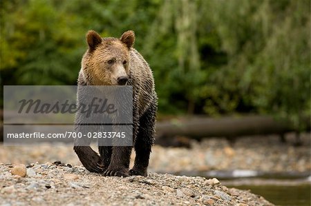 Young Male Grizzly Bear Walking Along Glendale River, Knight Inlet, British Columbia, Canada
