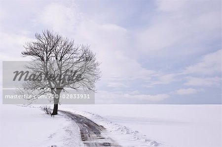 Lone Tree et le chemin à Tiner, près de Villingen, Bade-Wurtemberg, Allemagne