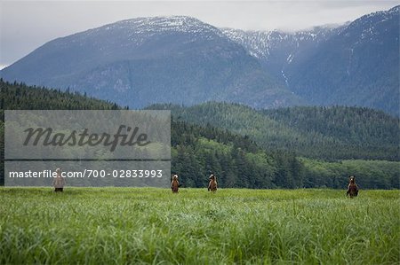 Mother Grizzly with Cubs in Sedge, Glendale Estuary, Knight Inlet, British Columbia, Canada