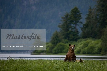 Mother Grizzly Bear with Cub, Glendale Estuary, Knight Inlet, British Columbia, Canada