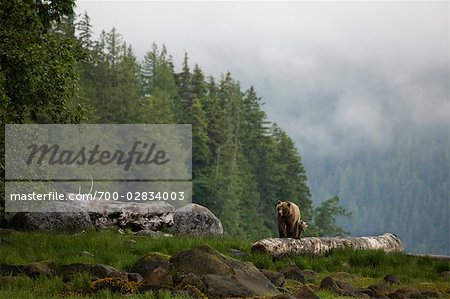 Mère Grizzly et Cub, estuaire de Glendale, Knight Inlet, en Colombie-Britannique, Canada