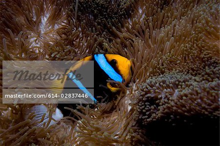 Anemone fish in anemone.