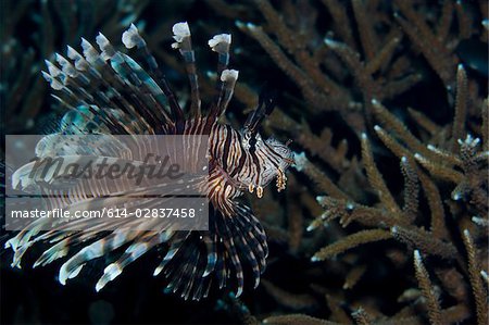 Poisson-papillon sur le récif.