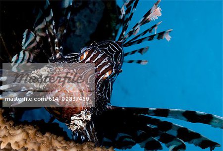 Close-up of lionfish.