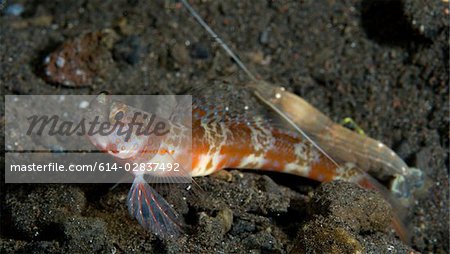 Blind shrimp with shrimp goby.