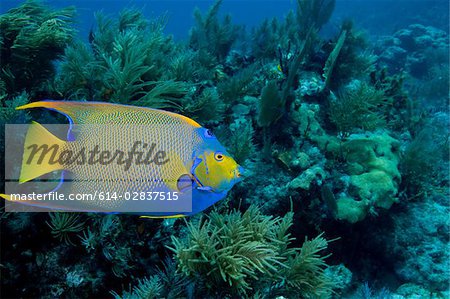 Queen angelfish on coral reef.