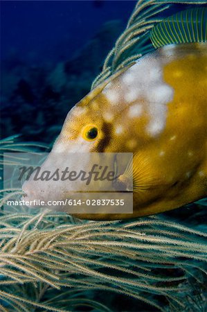 Whitespotted filefish.