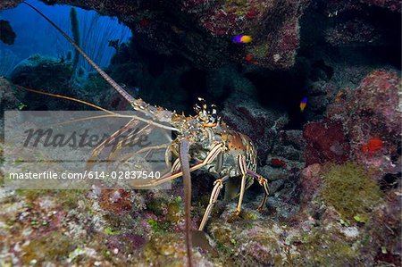 Lobster in defense posture.