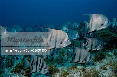 School of Atlantic spadefish.