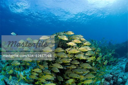 Mass of schooling fish.