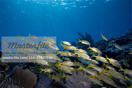 Schooling fish on reef crest.