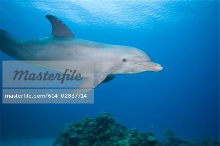 Profile of dolphin  underwater.