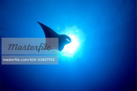 Manta ray silhouette.