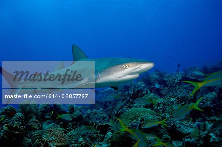 Caribbean reef shark.