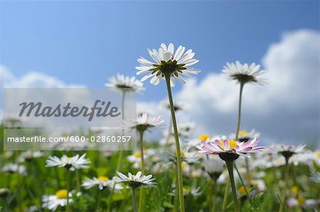 Gros plan de marguerites sauvages