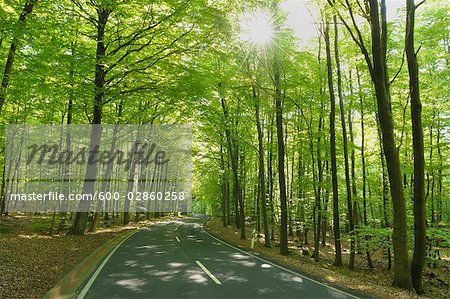 Road Through Beech Tree Forest in Spring, Spessart, Bavaria, Germany