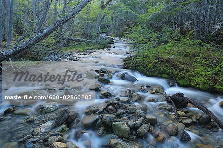 Stream in Forest, Tierra del Fuego National Park, Near Ushuaia, Argentina
