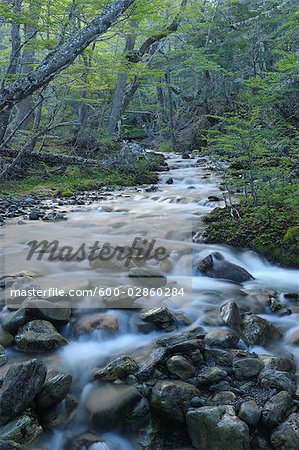 Ruisseau dans la forêt, le Parc National Tierra del Fuego, près d'Ushuaia, Argentine