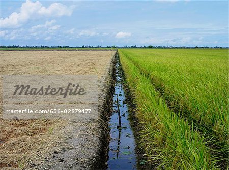 canal d'irrigation entre les champs de riz