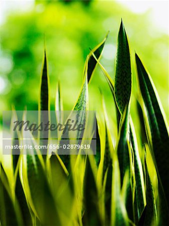 closeup of green stalks of grass