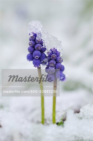 Muscari en neige, Bavière, Allemagne