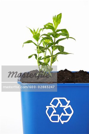 Plant and Soil in Recycling Bin