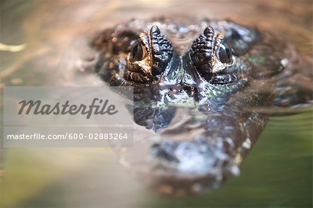 Crocodile Peeking Above Water