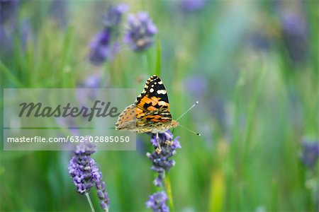 Orange butterfly on lavender flowers