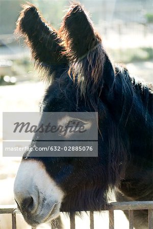 Donkey, portrait