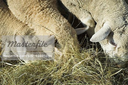 Sheep eating hay, close-up