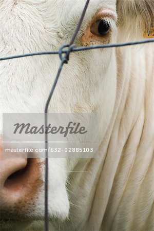 White cow behind barbed wire, extreme close-up