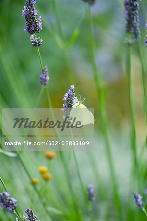 Blanc papillon sur les fleurs de lavande