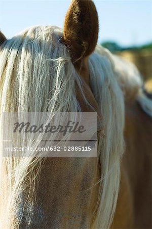 Horse, extreme close-up