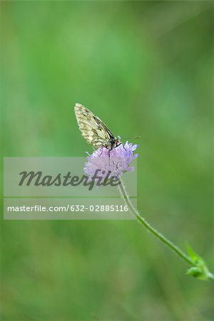 Butterfly on scabiosa flower