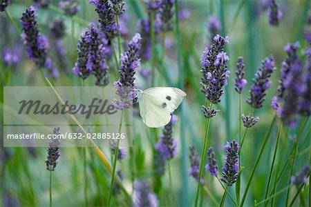 Butterfly on lavender flowers Butterfly on lavender flowers