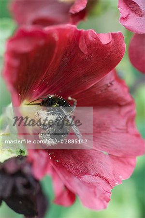 Bee gathering pollen on flower