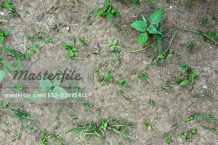 Weeds growing in parched soil