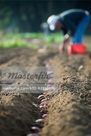 Farmer planting potatoes in row