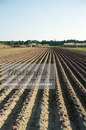 Vegetable seedlings growing in uniform furrows of plowed field